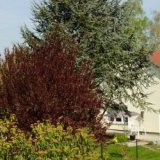 Ferienwohnung Lindenheim